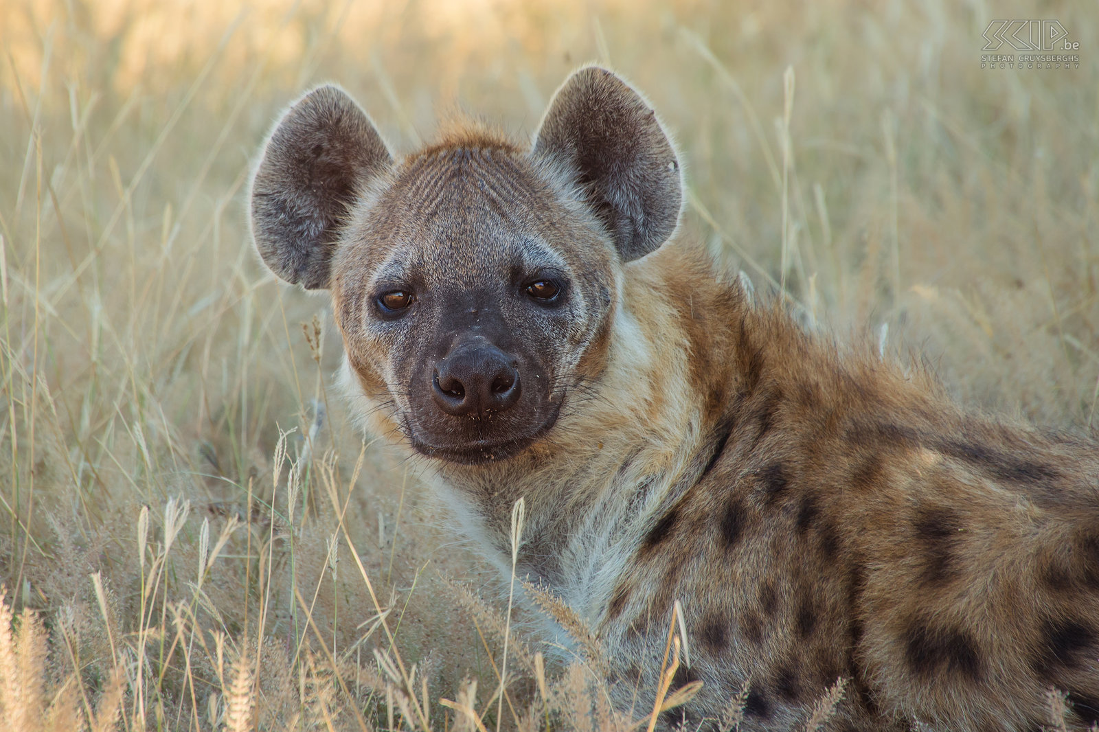 South Luangwa - Close-up hyena Close-up of a spotted hyena (Crocuta crocuta). The hyena is an opportunistic carnivore, it can hunt but more often it tries to get a piece of the catch of a leopard or lion. Stefan Cruysberghs